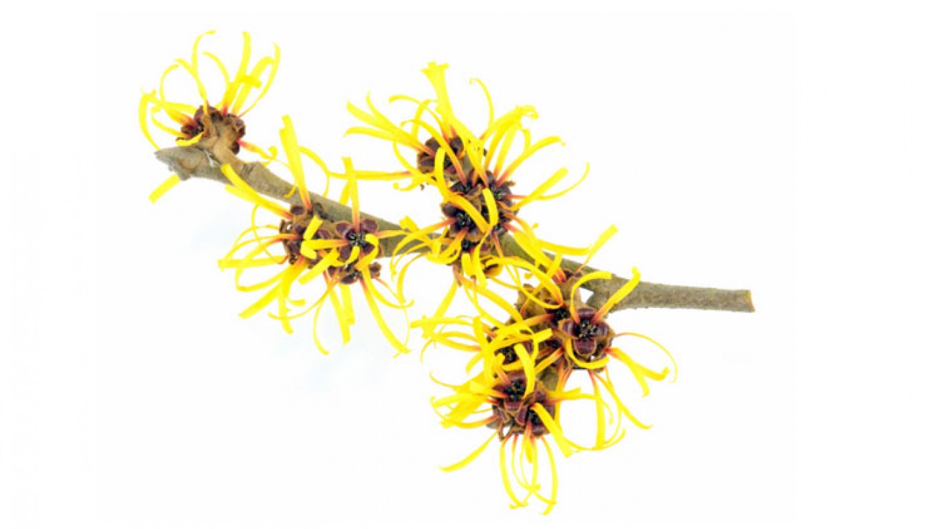 Hamamelis Hamamelis
